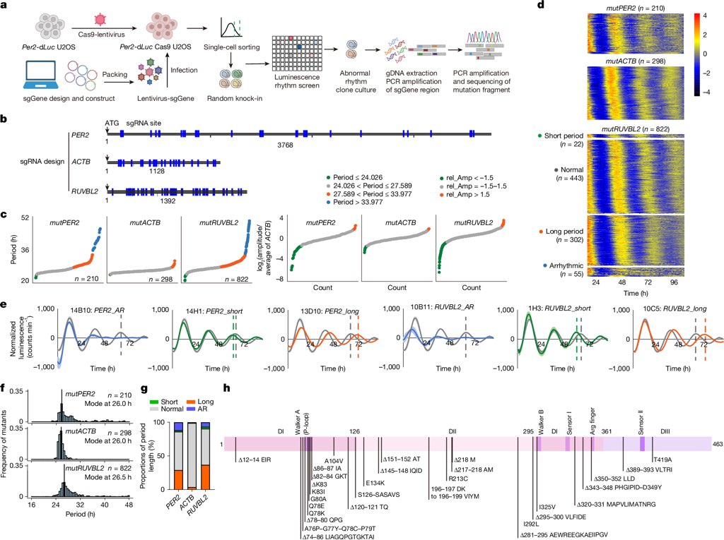 Joseph Takahashi (@circadianclocks) on Twitter photo This is the most important paper in the circadian field in over a decade. A completely new clock component that is evolutionarily conserved. <a href="/Eric_E_Zhang/">Erquan Zhang</a> <a href="/susanksgolden/">Susan Golden</a> @ <a href="/SRBR_Outreach/">Society for Research on Biological Rhythms</a>
rdcu.be/efxV8 This is the most important paper in the circadian field in over a decade. A completely new clock component that is evolutionarily conserved. <a href="/Eric_E_Zhang/">Erquan Zhang</a> <a href="/susanksgolden/">Susan Golden</a> @ <a href="/SRBR_Outreach/">Society for Research on Biological Rhythms</a>
rdcu.be/efxV8