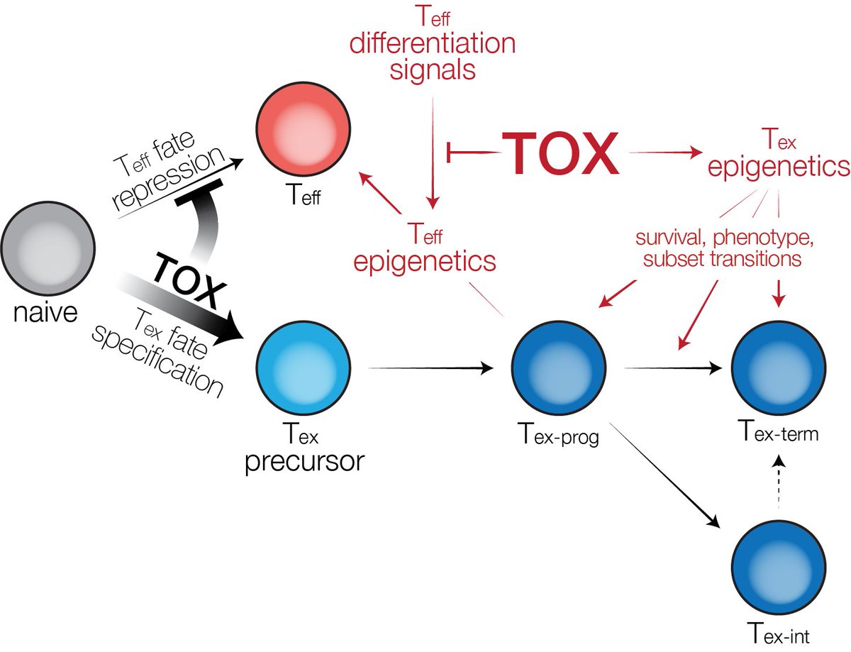 Jane Yinghui Huang (@jane__huang) on Twitter photo Excited to share my graduate work from the <a href="/EJohnWherry/">E. John Wherry</a> lab on the molecular mechanisms locking in the differentiation fate of exhausted CD8 T cells (Tex), published earlier this month in @SciImmuno. Main findings below!
science.org/doi/10.1126/sc… Excited to share my graduate work from the <a href="/EJohnWherry/">E. John Wherry</a> lab on the molecular mechanisms locking in the differentiation fate of exhausted CD8 T cells (Tex), published earlier this month in @SciImmuno. Main findings below!
science.org/doi/10.1126/sc…
