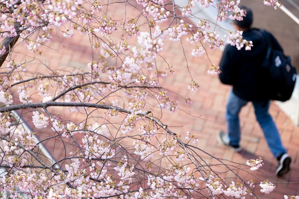 Our team is stopping to smell the ... cherry trees? 🌸 

Yes! Cherry trees are nearing peak bloom around the USPTO campus, and we spotted our team enjoying the stunning trees on their way in. Happy Friday!