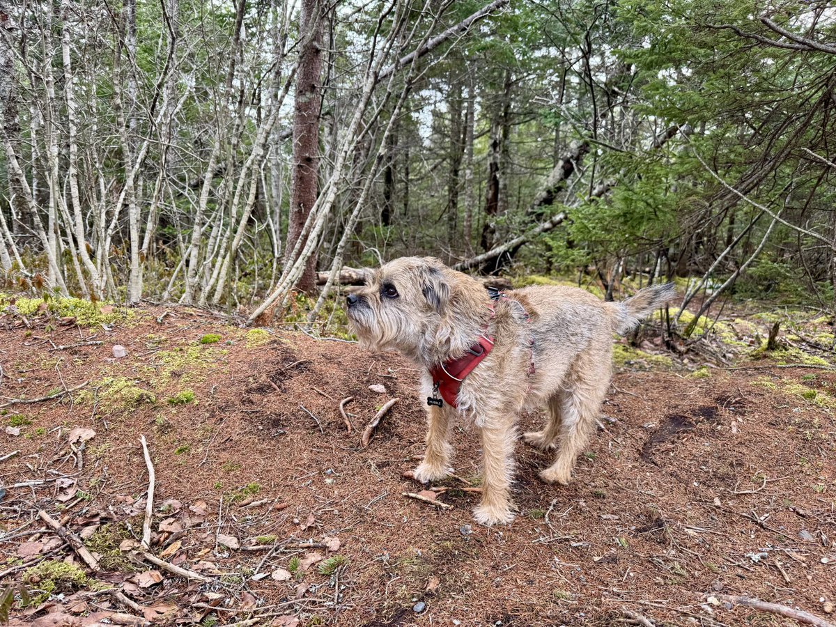 Hubble_BTerrier's tweet image. Well, I’m just back from a birthday hike. 🐾🐾🐾 Look at those ducks! 😃🦆 #NSTrails #BTPosse