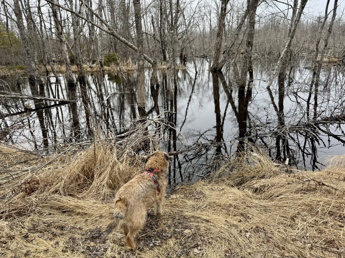 Hubble_BTerrier's tweet image. Well, I’m just back from a birthday hike. 🐾🐾🐾 Look at those ducks! 😃🦆 #NSTrails #BTPosse