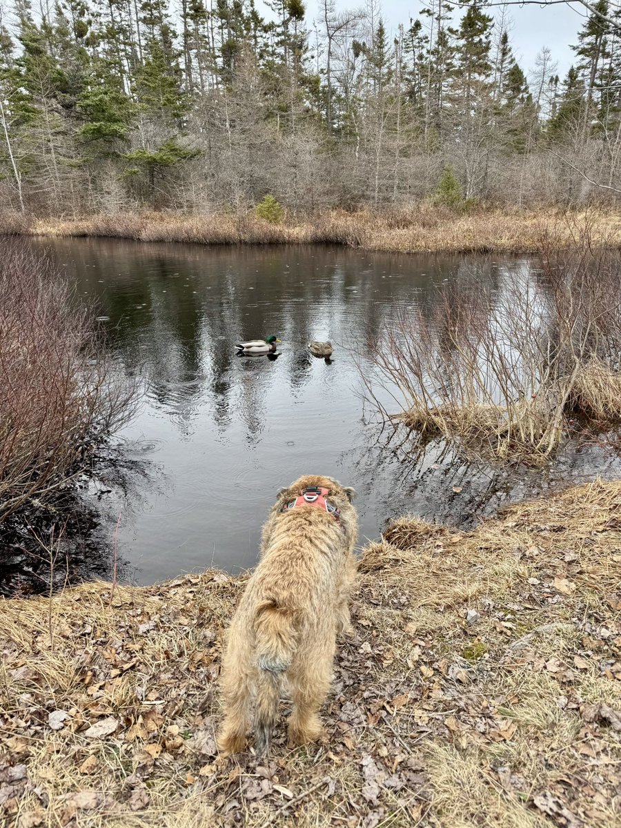 Hubble_BTerrier's tweet image. Well, I’m just back from a birthday hike. 🐾🐾🐾 Look at those ducks! 😃🦆 #NSTrails #BTPosse