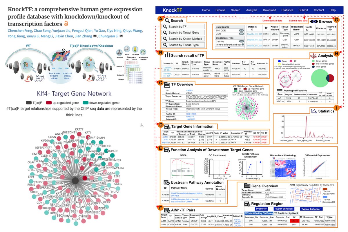 Hao Yin (@haoyin20) on Twitter photo KnockTF: a comprehensive human gene expression profile database with knockdown/knockout of transcription factors
Now KnockTF 2.0 👤🐭🌱🌽
>1400 transcriptomes
~800 TF/TcoF
licpathway.net/KnockTF/index.…
Go to "Search" for your TF
"Quick Search" does not work
<a href="/NAR_Open/">Nucleic Acids Res</a> 2020 KnockTF: a comprehensive human gene expression profile database with knockdown/knockout of transcription factors
Now KnockTF 2.0 👤🐭🌱🌽
>1400 transcriptomes
~800 TF/TcoF
licpathway.net/KnockTF/index.…
Go to "Search" for your TF
"Quick Search" does not work
<a href="/NAR_Open/">Nucleic Acids Res</a> 2020