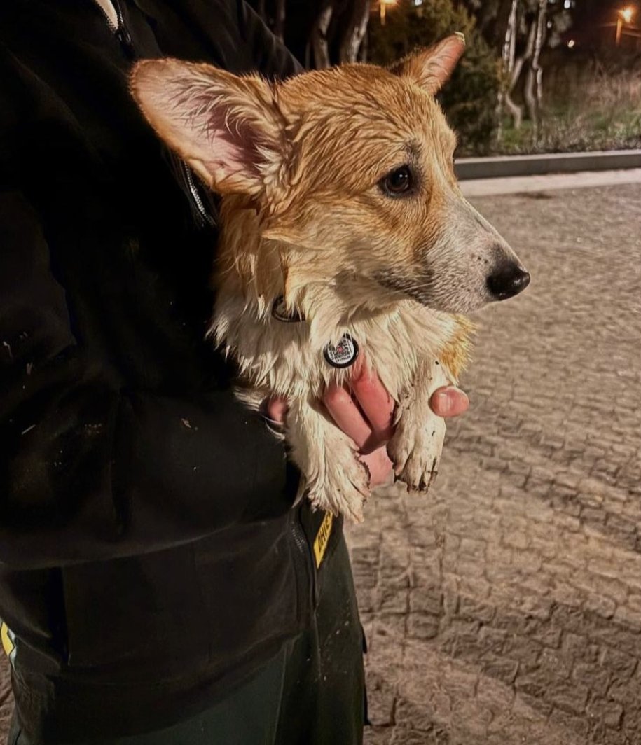 Lyla_lilas's tweet image. After the explosions, a dog was found in the river. He is in state of shock.
#Dnipro
Source: goditikaty