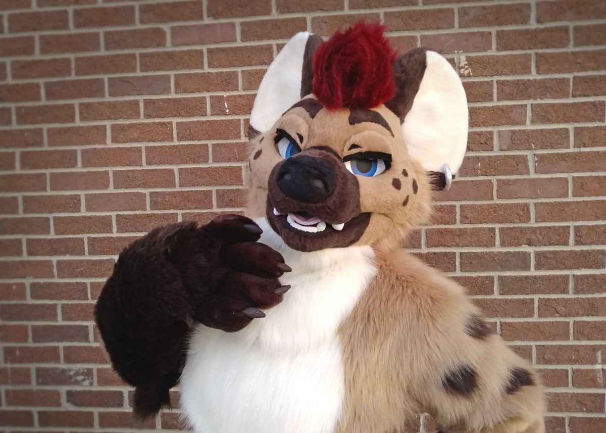 Studio Pinali (@studiopinali) on Twitter photo Helios made it down under in time for FurDU! (Excuse the wrinkles, model is shorter than client!) <a href="/HeliosHyena/">Helios the Hyena</a> #FursuitFriday Helios made it down under in time for FurDU! (Excuse the wrinkles, model is shorter than client!) <a href="/HeliosHyena/">Helios the Hyena</a> #FursuitFriday