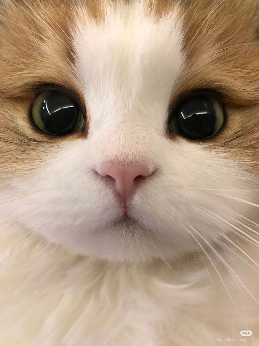 No Context Cats (@nocontextscats) on Twitter photo 
