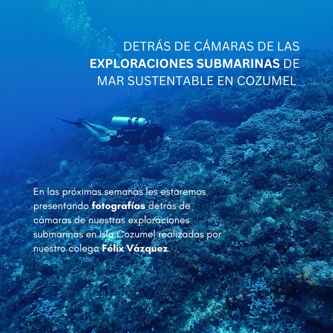 Próximamente compartiremos increíbles fotos detrás de cámaras de nuestras exploraciones submarinas en Isla Cozumel. Por Félix Vázquez. <a href="/flx_ant/">Félix 🪸</a>  #wildlive #OCEANS  #OceanLife
#SaveOurOceans