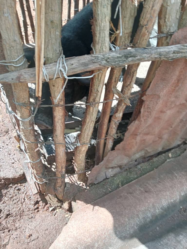 Nos encontramos en la comunidad las nieves tratando de dar solución al vertimiento de aguas albañales que producto de indisciplinas sociales atenta contra la salud de los pobladores de la misma y aquí la muestra gracias al apoyo de 2 carros especializados de la
#EAAVC