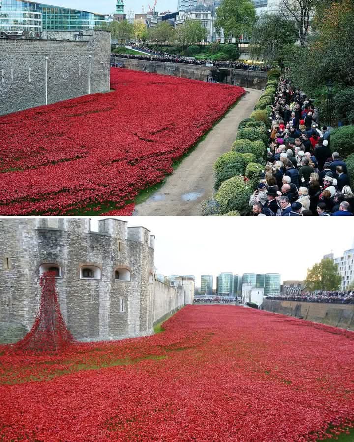 It's been confirmed that 30,000 poppies will return to the Tower of London to mark the 80th anniversary of the end of WW2. 

🇬🇧 We will remember them 🇬🇧