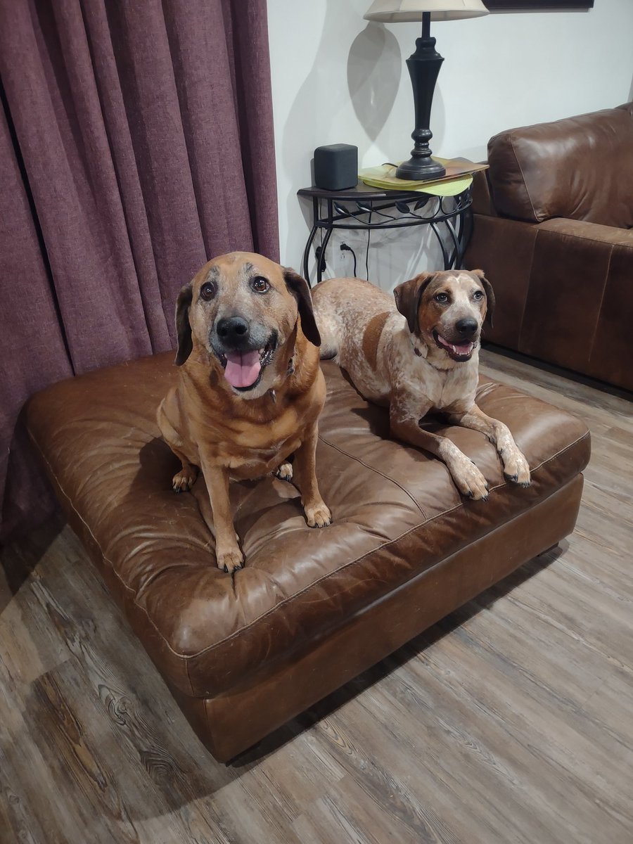 skinshuly's tweet image. For Scarlett's 10 birthday today we ran #fastcat Scarlett and Rosie earned their FCAT2 titles and Rusty earned his DCAT title woohoo