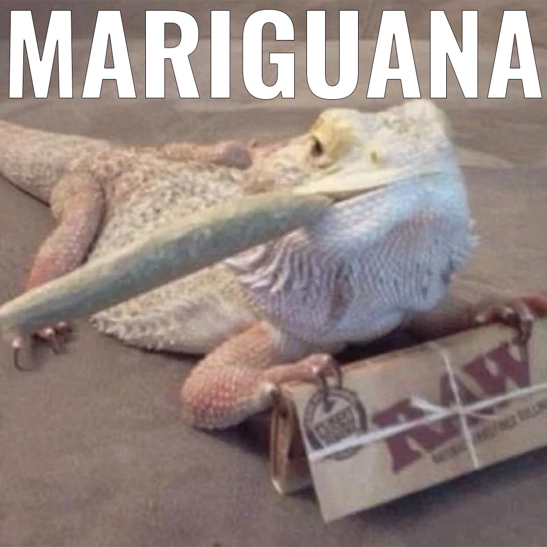 cheechandchong's tweet image. Sergeant Stedenko, is that you, man?