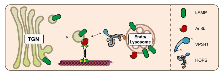 Did you check out our latest paper in the JCB? 
We show that HOPS subunit VPS41 recruits vesicles that come from the Golgi and selectively transport lysosomal membrane proteins to late endosomes
doi.org/10.1083/jcb.20…