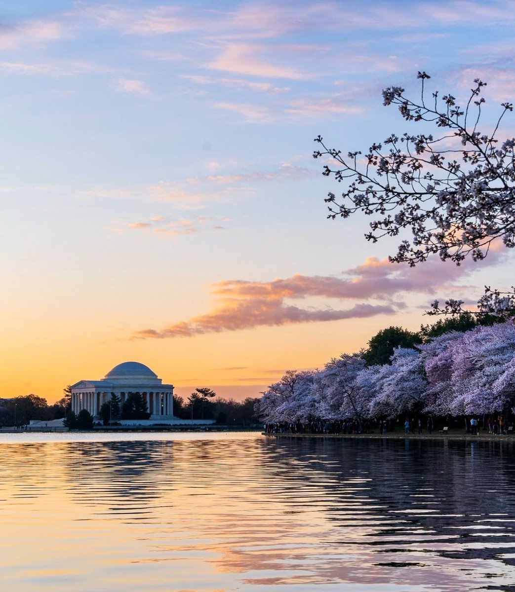 washingtonian's tweet photo. It’s TIMEEEEEEEE! DC peak bloom is officially HERE! 🌸🌸🌸🌸🌸

What to know: https://t.co/C5Pq4aU5pk

📸: Photos jvizzle28 &amp; caroljeanphotography on IG
#WashMagPhoto https://t.co/dk58sq2h04