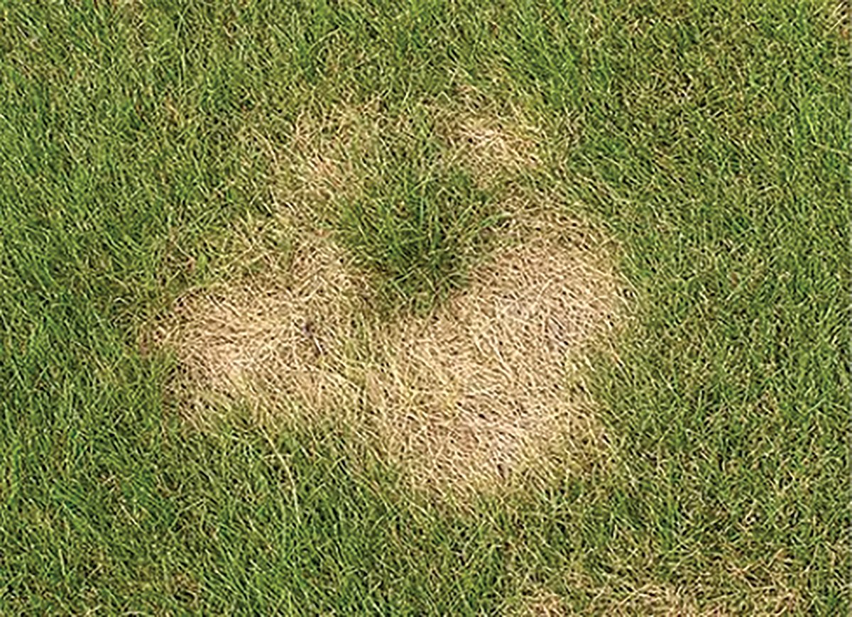 Summer patch symptoms on a lawn in central Pennsylvania. More in the disease update in <a href="/PATurf/">PA Turf Council</a> magazine &gt; theturfzone.com/ptc/?ascat=72&…