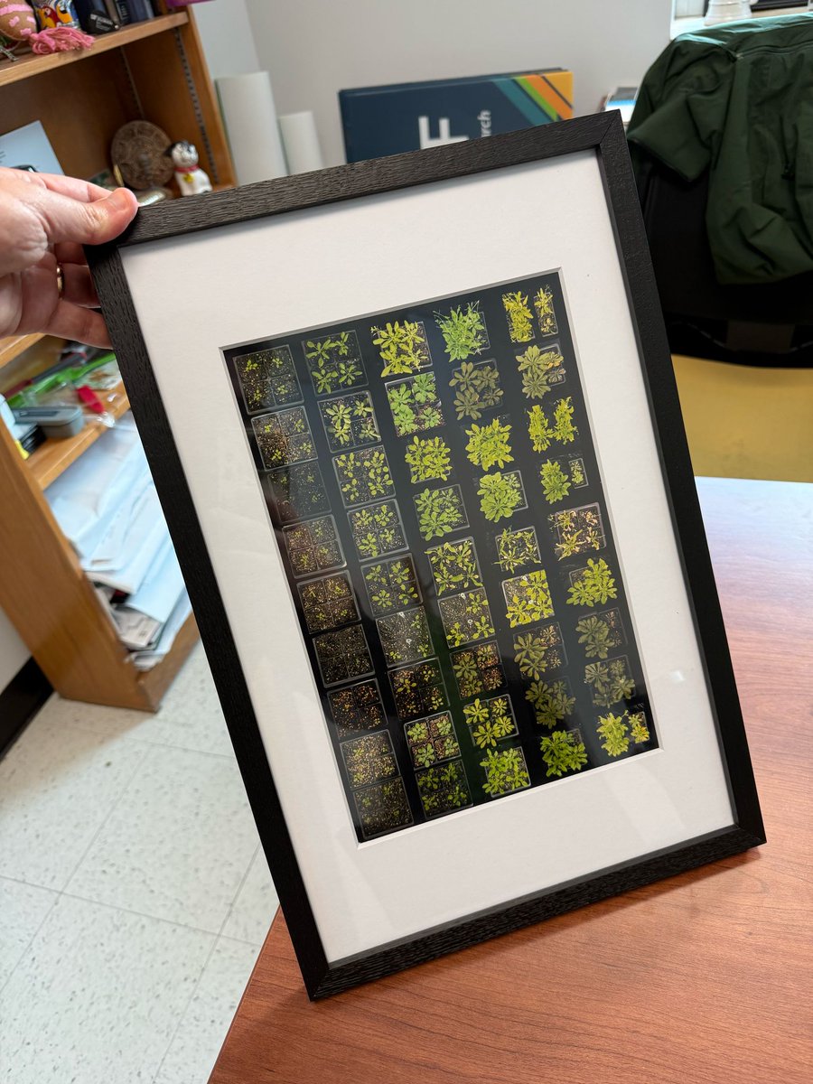 Edel_PLopez's tweet image. PhD Seminar &amp;amp; Surprise Baby Shower! 🥳
Huge congratulations to Melaine González García on completing her PhD seminar! 🎓 Being the first PhD student in the lab comes with a lot of unknowns, trial-and-error, and big challenges, and Melaine tackled them with determination.
#ProudPI