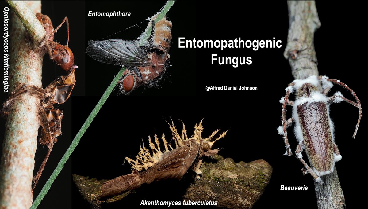 ALFRED DANIEL J (דָּנִיֵּאל) (@danieljalfred1) on Twitter photo Had an amazing opportunity to teach two classes on fungi to the highly enthusiastic students of the #Biology Department at <a href="/lipscomb/">Lipscomb University</a>! #Teaching is always an incredible journey, and I'm grateful for the chance to engage with such passionate learners. #Entomology #students #fungi Had an amazing opportunity to teach two classes on fungi to the highly enthusiastic students of the #Biology Department at <a href="/lipscomb/">Lipscomb University</a>! #Teaching is always an incredible journey, and I'm grateful for the chance to engage with such passionate learners. #Entomology #students #fungi