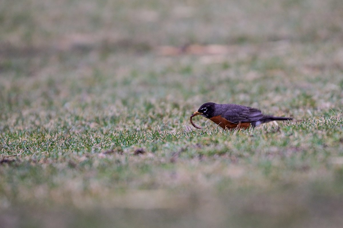 Forest Preserves tweet media