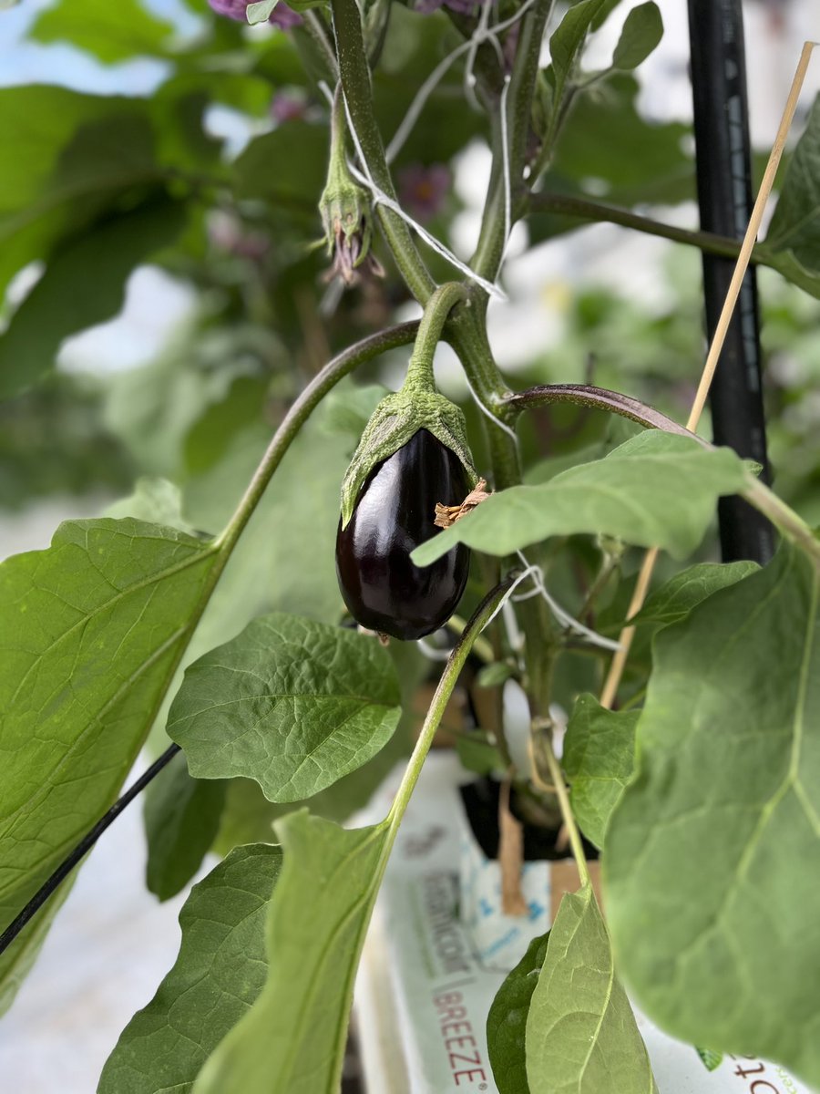 Recording for Radio today.

Talking all things Lea Valley with Tomatoes, Peppers &amp; Aubergines nearly ripe for picking in the Spring sunshine.

#Spring #CEA #CEH #Backbritishfarming #Salad #Food