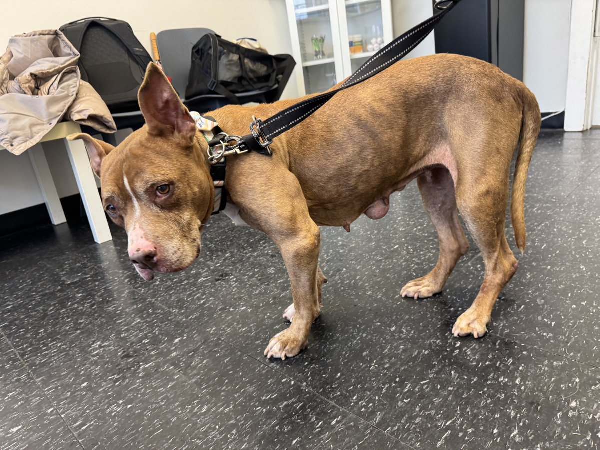 WeRateDogs tweet media
