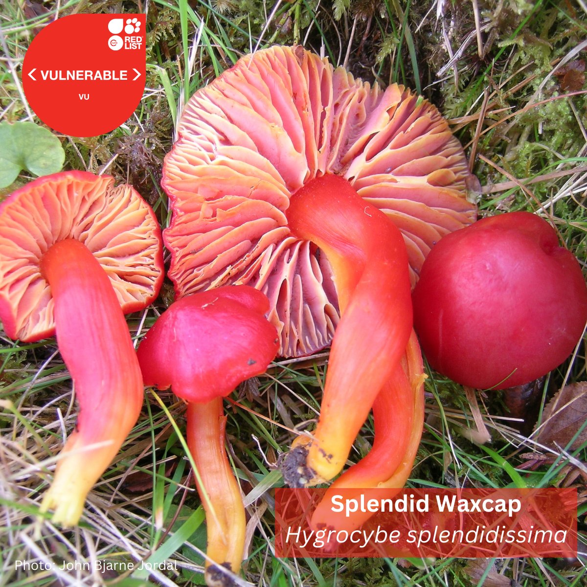 IUCN Save Our Species (@iucnsos) on Twitter photo The number of fungi species on <a href="/IUCNRedList/">IUCN Red List</a> has surpassed 1,000.
The latest update confirms that deforestation, agricultural expansion and urban development are driving these species to decline worldwide.
Learn more rb.gy/9yhfs8 The number of fungi species on <a href="/IUCNRedList/">IUCN Red List</a> has surpassed 1,000.
The latest update confirms that deforestation, agricultural expansion and urban development are driving these species to decline worldwide.
Learn more rb.gy/9yhfs8