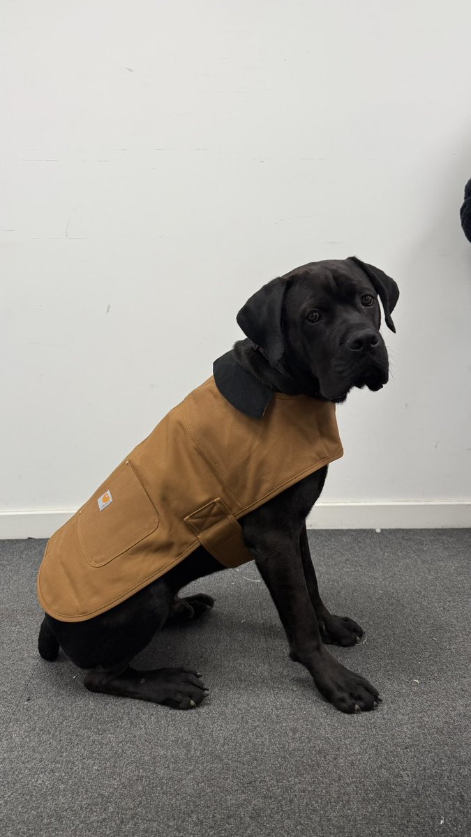 JSGraphixx's tweet image. We are very very excited 😝 to #announce that we are #official Carhartt #stockists &amp;amp; #distributors  😀 Keep checking our website to see what we will be offering you. 
Doesn’t Hector look smart in his #carharttdogjacket &amp;amp; #collar