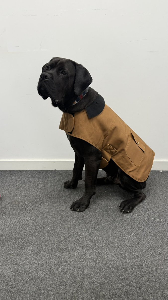 JSGraphixx's tweet image. We are very very excited 😝 to #announce that we are #official Carhartt #stockists &amp;amp; #distributors  😀 Keep checking our website to see what we will be offering you. 
Doesn’t Hector look smart in his #carharttdogjacket &amp;amp; #collar