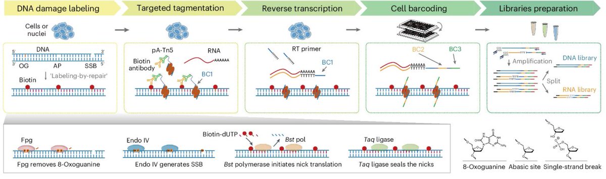naturemethods's tweet photo. Paired-Damage-seq is an in situ labeling-by-repair strategy for joint profiling of oxidative and ssDNA damage alongside gene expression, in single cells.

https://t.co/vvCR8VkLhN https://t.co/jodGD3Xf4X
