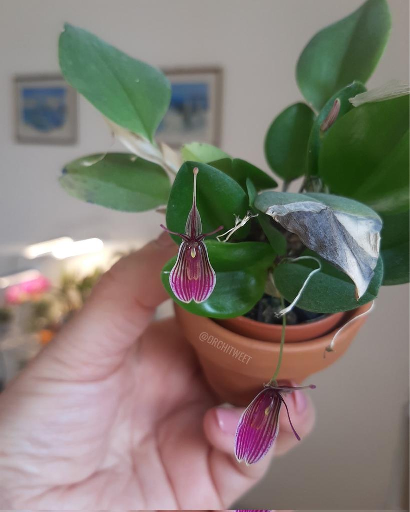 Orchitweet's tweet photo. #Restrepia purpurea 'Vino Tinto', grown by our member Alessandra Fancellu.
#orchids from #noidellaSFO
#orchidee #orquídeas #orchideen #orchidées #rareflowers #orchidlovers https://t.co/iMKTuUAST6