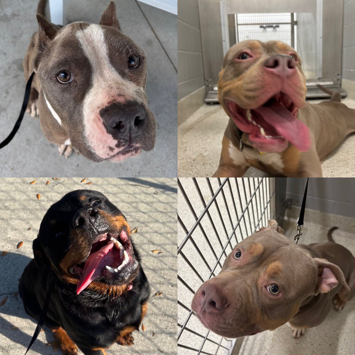 A few of the 🐕 🐶 friends from today’s shelter visit! I wish I had the space for more dogs 😆