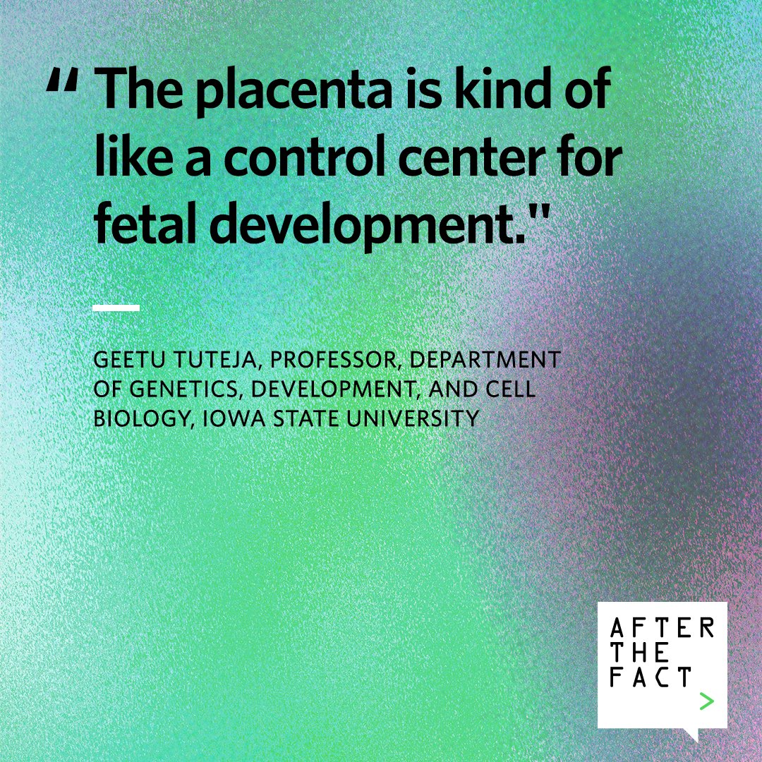 Research from scientists like Geetu Tuteja could uncover how the placenta influences asthma, brain disorders and even heart disease later in life. 🎧 She breaks it down on "After the Fact." pewtrsts.org/3FNpBdi