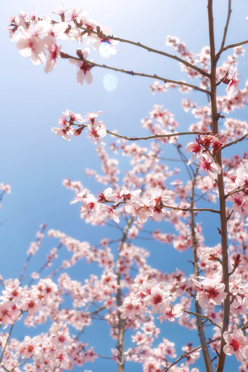 رخسار دشت‌ها همه تازه شد/چشم شکوفه‌ها همه بینا شد
بستان ز نو شکوفه چو گردون شد/تا نسترن به سان ثریا شد