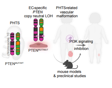 Elizabeth McKenna (@elizsmckenna) on Twitter photo Now online in <a href="/CD_AACR/">Cancer Discovery</a>: Somatic Uniparental Disomy of PTEN in Endothelial Cells Causes Vascular Malformations in Patients w/PTEN Hamartoma Tumor Syndrome - by Sandra Castillo, <a href="/MarionaGraupera/">GrauperaLab</a>, et al. doi.org/10.1158/2159-8… <a href="/CarrerasIJC/">Josep Carreras Leukaemia Research Institute (IJC)</a> <a href="/SJDbarcelona_es/">Hospital Sant Joan de Déu Barcelona ES</a> @CIBERONC <a href="/icreacommunity/">ICREA Community</a> Now online in <a href="/CD_AACR/">Cancer Discovery</a>: Somatic Uniparental Disomy of PTEN in Endothelial Cells Causes Vascular Malformations in Patients w/PTEN Hamartoma Tumor Syndrome - by Sandra Castillo, <a href="/MarionaGraupera/">GrauperaLab</a>, et al. doi.org/10.1158/2159-8… <a href="/CarrerasIJC/">Josep Carreras Leukaemia Research Institute (IJC)</a> <a href="/SJDbarcelona_es/">Hospital Sant Joan de Déu Barcelona ES</a> @CIBERONC <a href="/icreacommunity/">ICREA Community</a>