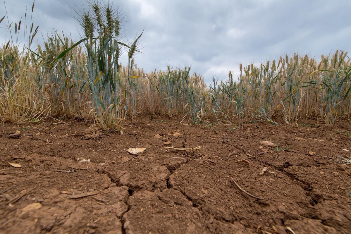 Global soil moisture in ‘irreversible’ decline due to climate change, study says | Cecilia Keating 

Read here: buff.ly/m9mJlBJ