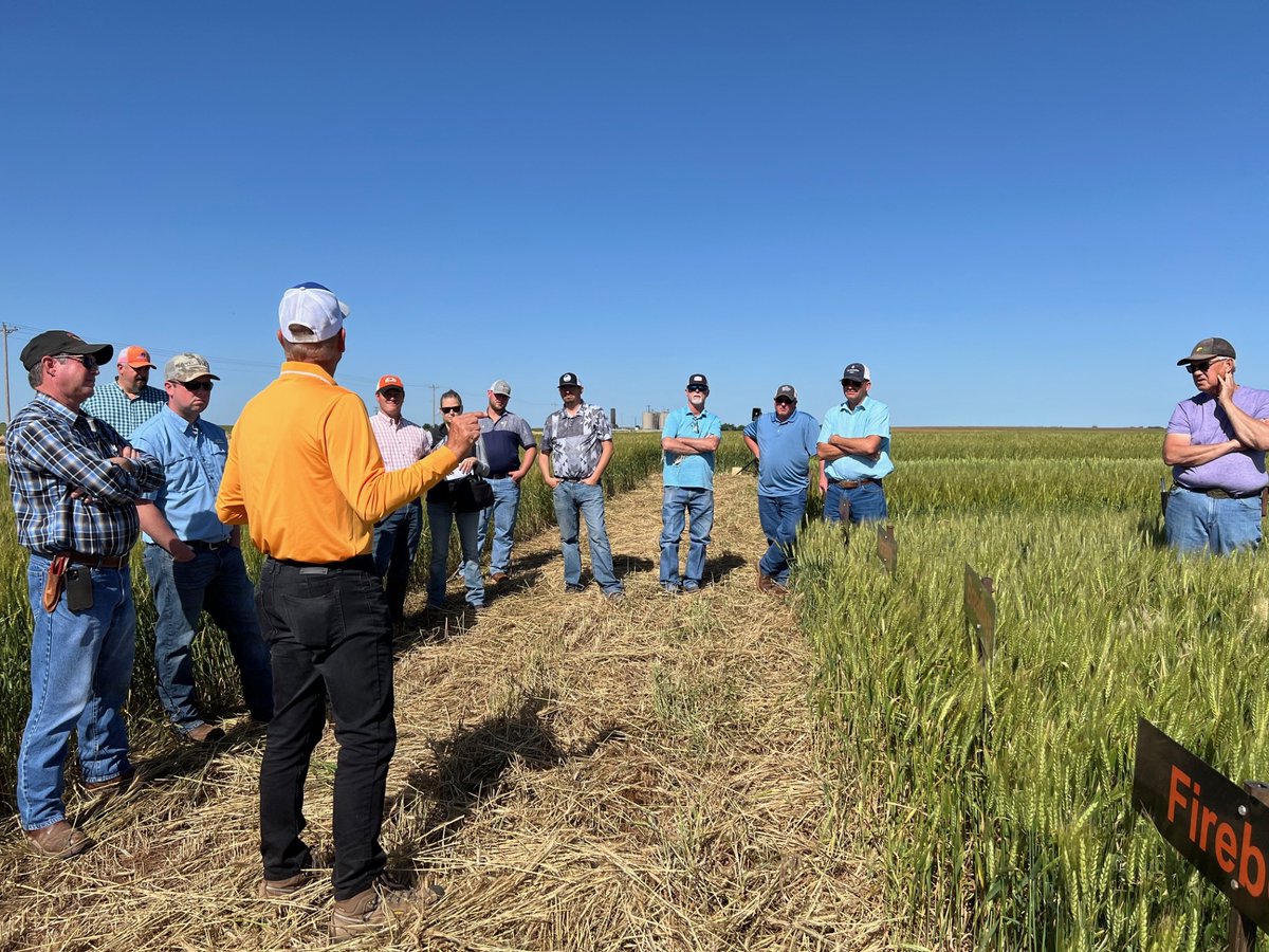 🚨The 2025 OSU Wheat Variety Plot Tours and Field Days are set! 

📅Check out the schedule and plot map for each location here: extension.okstate.edu/programs/wheat…