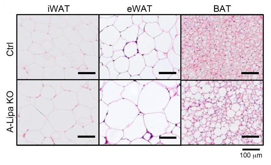 ASCI (@the_asci) on Twitter photo Spilling the skinny on fat cells!
ASCI member Babak Razani <a href="/RazaniLab/">Babak Razani, MD, PhD Laboratory</a> & team <a href="/pitt_medicine/">University of Pittsburgh School of Medicine</a> discover the process for adaptation to fasting and cold-induced lipolysis involves lysosomal lipolysis: buff.ly/ETdwLJt Spilling the skinny on fat cells!
ASCI member Babak Razani <a href="/RazaniLab/">Babak Razani, MD, PhD Laboratory</a> & team <a href="/pitt_medicine/">University of Pittsburgh School of Medicine</a> discover the process for adaptation to fasting and cold-induced lipolysis involves lysosomal lipolysis: buff.ly/ETdwLJt