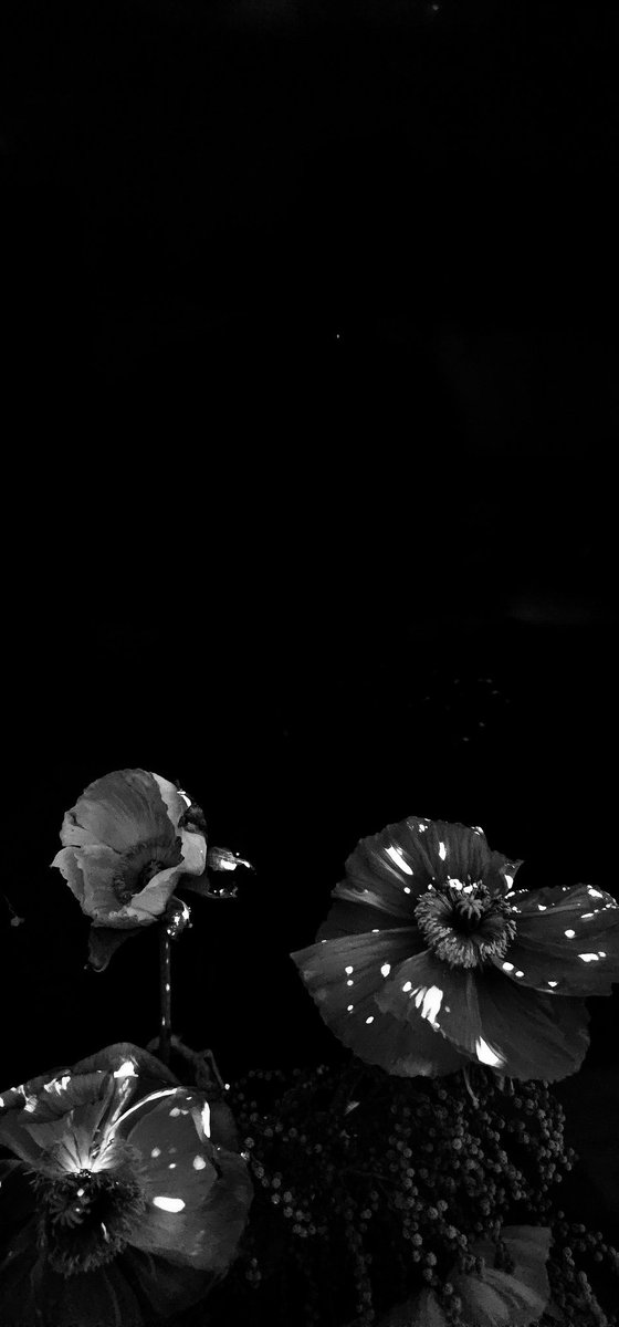 MehannMm's tweet photo. J'adore les fleurs mais les pavots c'est quelque chose 🙏 

#FlowersOnFriday https://t.co/H8J1PyRCS2