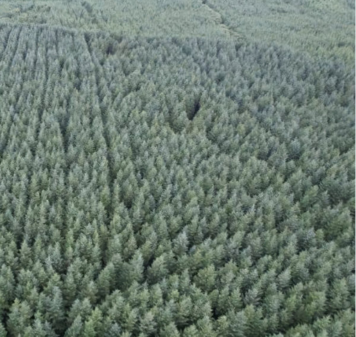 SaveLeitrim's tweet image. And @ciaranmullooly these vulture funds in #Leitrim are buying up the land to plant it 🌲 and clear farm after farm of its people, families and future children &amp;amp; generations. Destabilise our rural communities, community services and population. Government must do something.