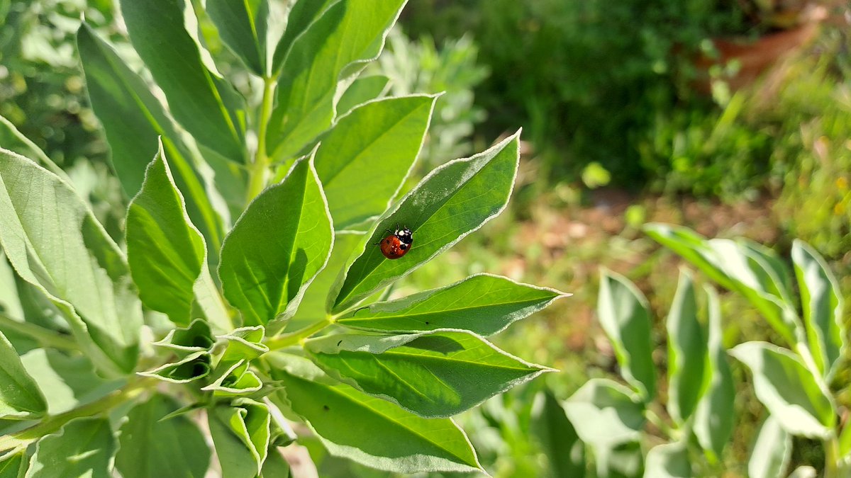 E.R.E collège La Marquisanne Toulon (83) (@eremarquisanne) on Twitter photo Le projet des 4è1 Segpa ERE"le potager du Chef"porte sur la création,l'aménagement paysager et la culture de légumes de saison.Ce matin, 1ere récolte de fèves pour le Chef de cuisine du <a href="/LaMarquisanne83/">Collège La Marquisanne</a> à mettre ds les salades 🥗également cultivées sur place 😋 <a href="/Departement_Var/">Departement du Var 83</a> Le projet des 4è1 Segpa ERE"le potager du Chef"porte sur la création,l'aménagement paysager et la culture de légumes de saison.Ce matin, 1ere récolte de fèves pour le Chef de cuisine du <a href="/LaMarquisanne83/">Collège La Marquisanne</a> à mettre ds les salades 🥗également cultivées sur place 😋 <a href="/Departement_Var/">Departement du Var 83</a>