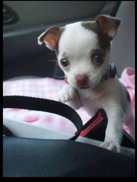 Tweets of Dogs tweet media