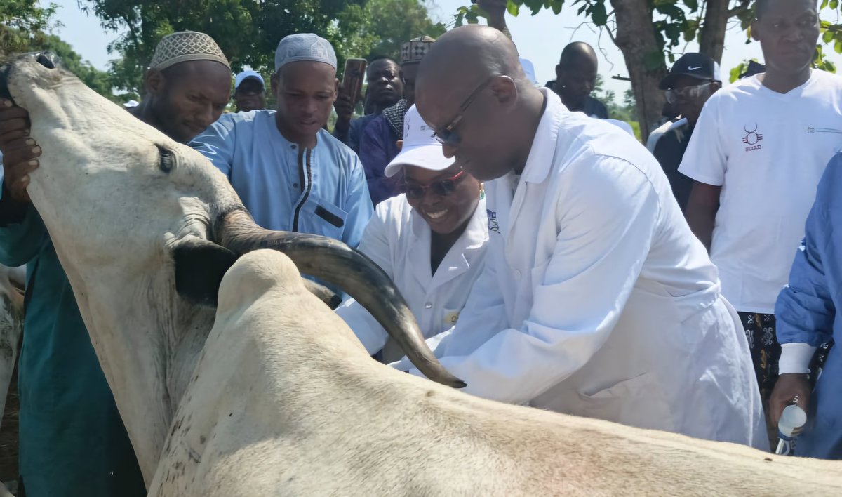gouvbenin's tweet image. #Wasexo | #SanteAnimale | #ElevageBenin |

Santé animale : La première édition de la campagne de vaccination contre la fièvre aphteuse et la dermatose nodulaire contagieuse bovine lancée

🌐 Retrouvez l'article intégral sur le site du Gouvernement =&amp;gt; gouv.bj/article/3036/