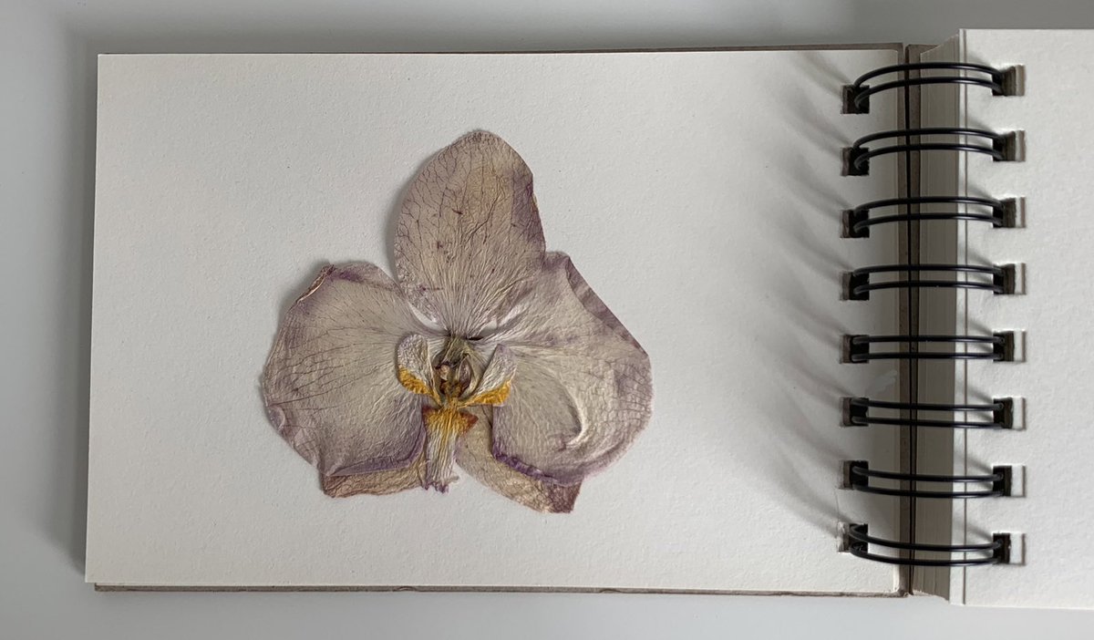 pressed flowers are poems without words