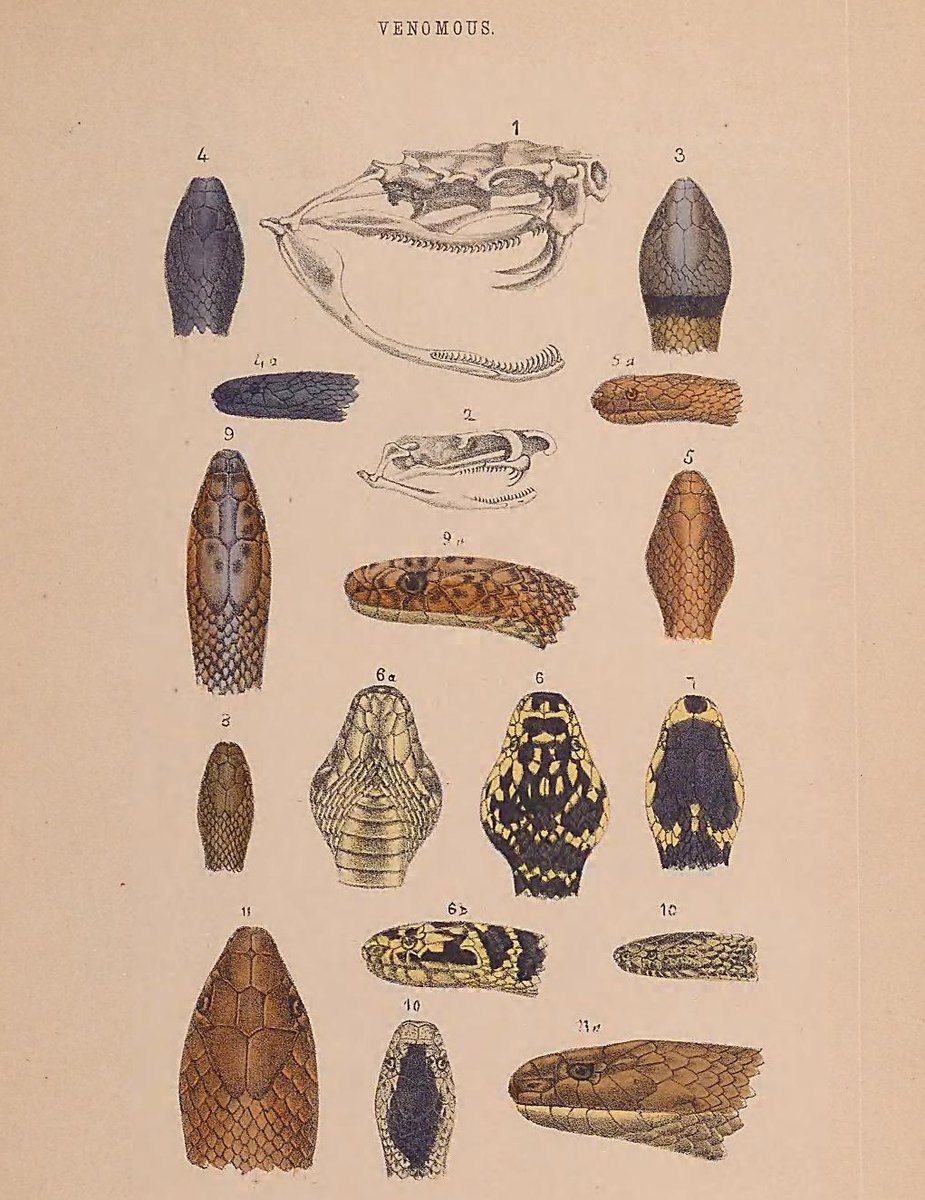 Frederik Ruysch was born #OTD in 1638.

Ruysch was primarily an anatomist, experimenting new ways to preserve and embalm specimens which could then be further used for study and teaching.

But he also studied animals and was the first to describe the vomeronasal organ in snakes.