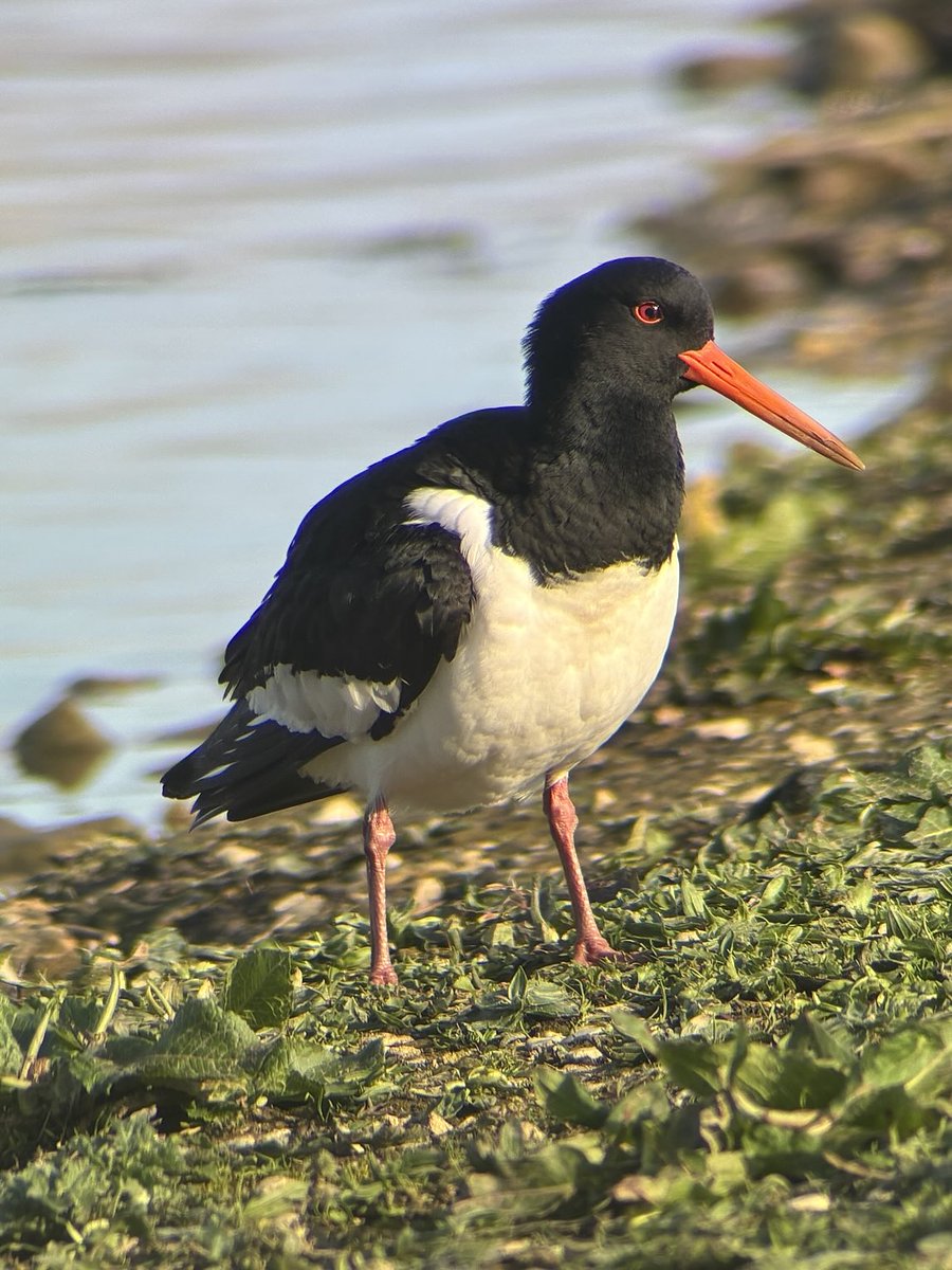 Tan Grigg (@griggtan) on Twitter photo Had a spare hour this afternoon after work, lots to see 😊 <a href="/slimbridge_wild/">Slimbridge Sightings</a> <a href="/GlosBirds/">Glos Bird News</a> Had a spare hour this afternoon after work, lots to see 😊 <a href="/slimbridge_wild/">Slimbridge Sightings</a> <a href="/GlosBirds/">Glos Bird News</a>
