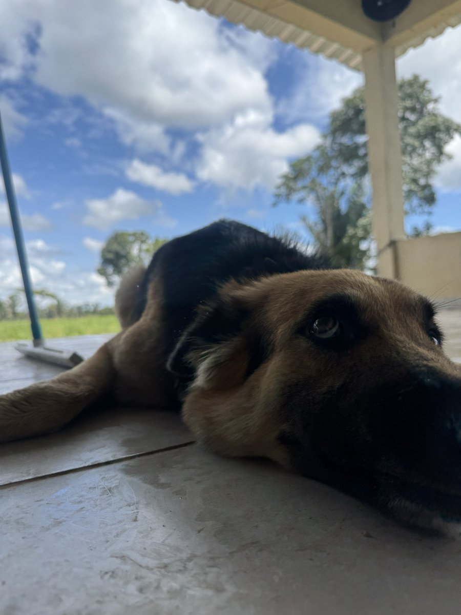 borgesoo's tweet image. Atena como sempre nem parece cachorro de guarda