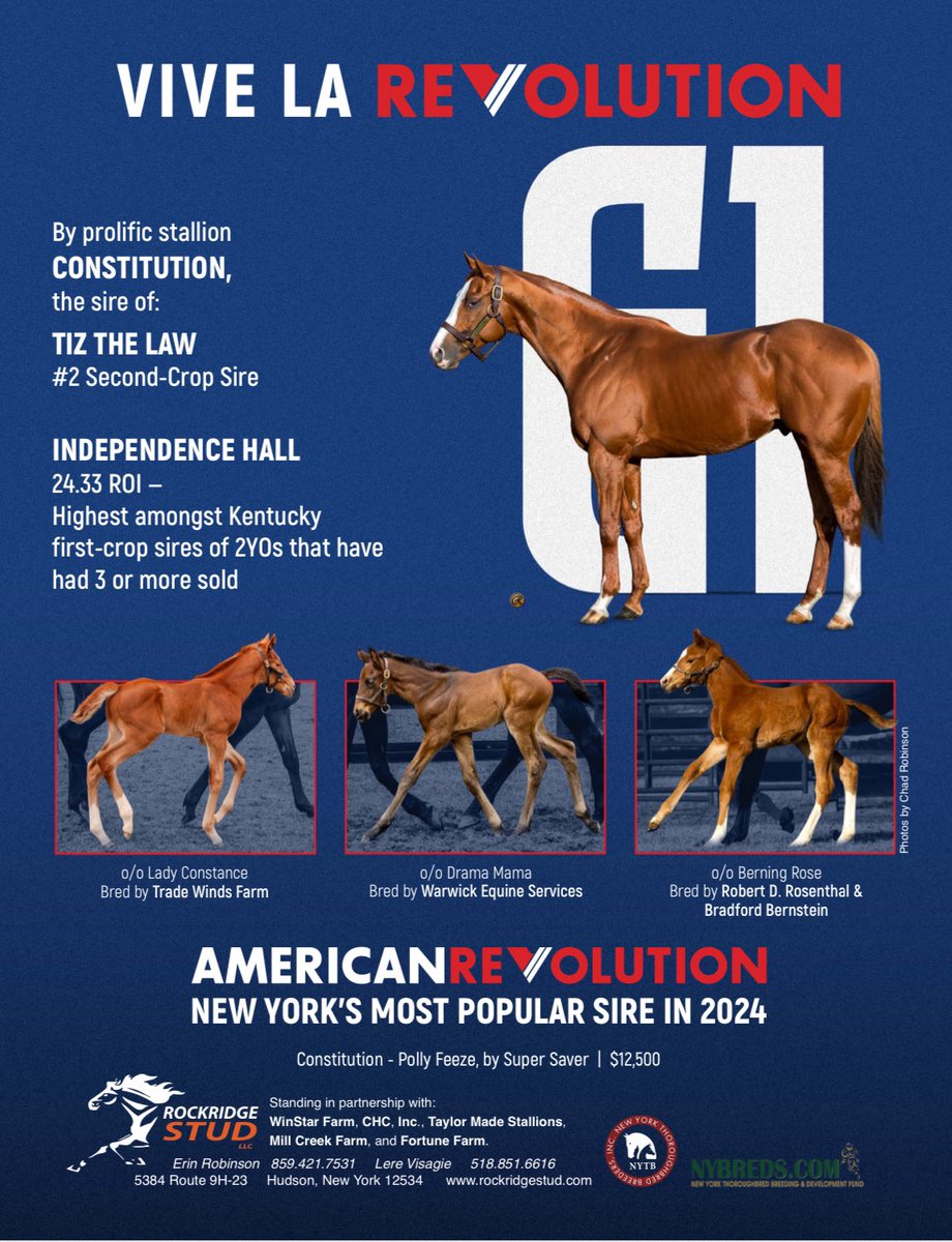 Vive la Revolution 🇺🇸 

AMERICANREVOLUTION: New York’s most popular sire in 2024, by prolific stallion Constitution.

Standing at <a href="/rockridgestud/">Erin Robinson</a>.
<a href="/nytbreeders/">NYTB</a>