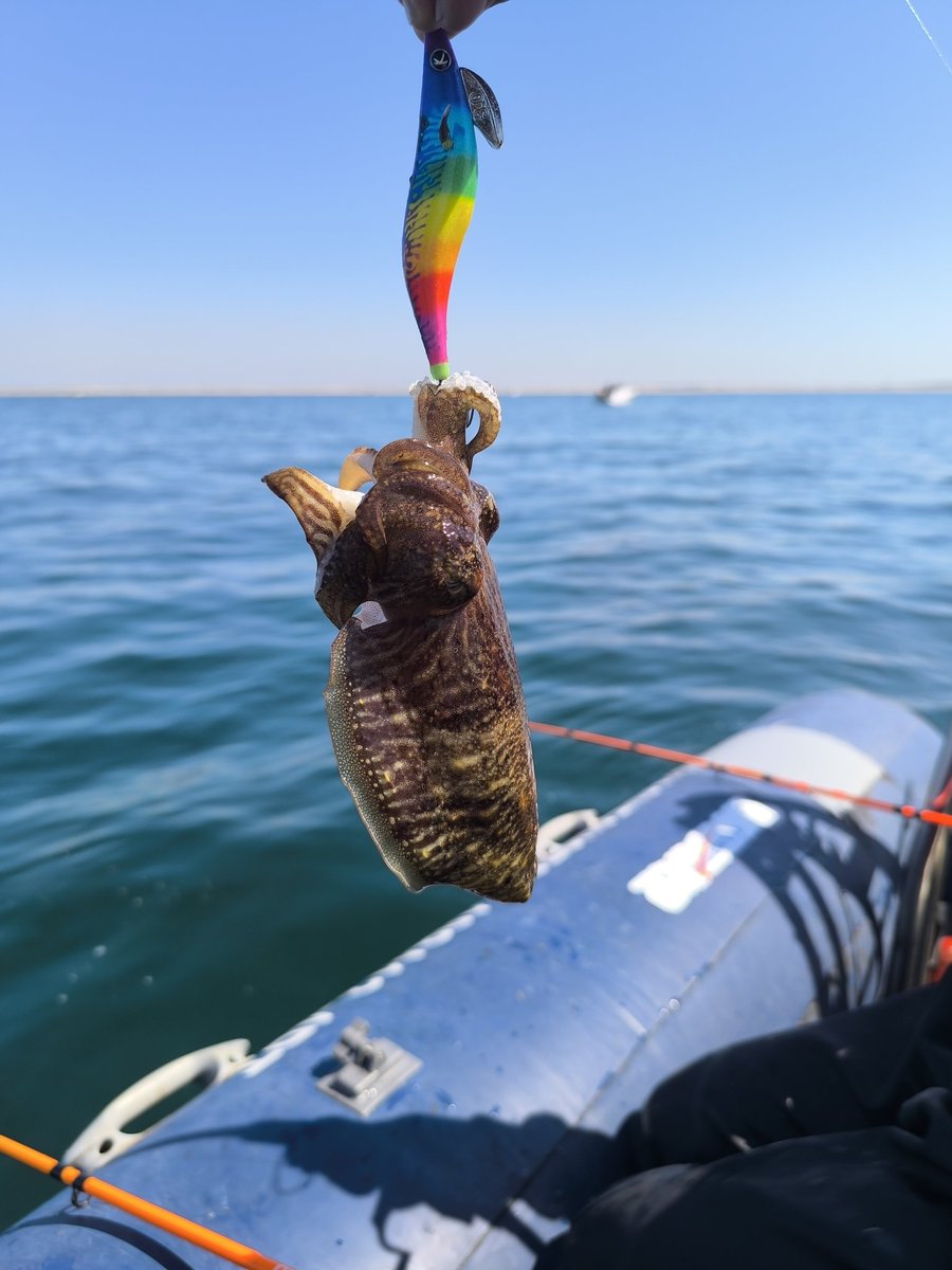 🇵🇹CHOCO c🇯🇵m TINTA🇵🇹 ...🎣🐙... (@chocoeging) on Twitter photo 