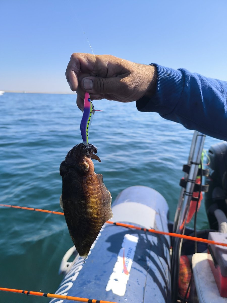 🇵🇹CHOCO c🇯🇵m TINTA🇵🇹 ...🎣🐙... (@chocoeging) on Twitter photo 