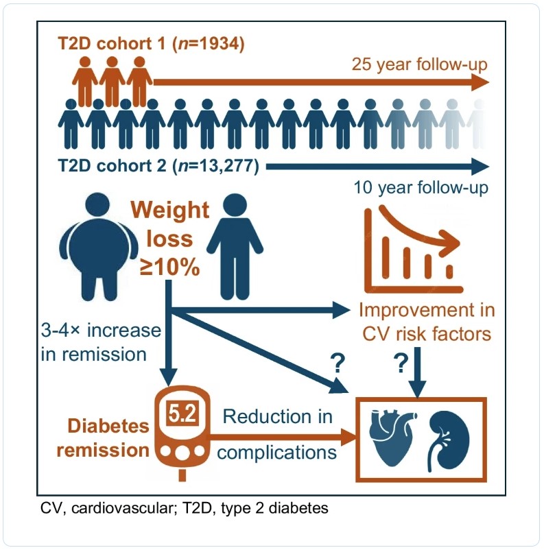 DiabetologiaJnl's tweet photo. A retrospective study on early weight loss and long-term glycaemic trajectory after diagnosis of #T2D shows that remission, more than weight loss, affects future occurrence of chronic complications. @UniPadova @Sid_Italia @FRBiomedica @gpfadini https://t.co/2mv7ct70HX 🔓 https://t.co/TvCeK4EsD7
