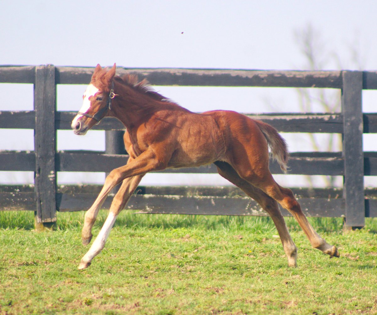 SilverSpringsKY's tweet photo. FOAL FRIDAY also happens to be Frosted Friday today since this filly is by @DarleyAmericaβs Frosted! She was full of speed today! π #FastFasterFrosted #SpringAction #SStraining https://t.co/U0E4ThEcPP