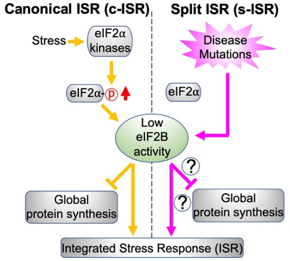 Researchers have uncovered a split Integrated Stress Response (sISR), reshaping how we understand cellular stress! 🔬 This breakthrough could open doors to new treatments for genetic diseases. 
<a href="/UMDscience/">UMD Science</a> <a href="/UMD_IBBR/">IBBR</a> @nature #cellularstress #vwmd
go.umd.edu/uncoveringspli…